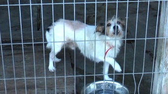 Zabawa dla ludzi - strach dla zwierząt