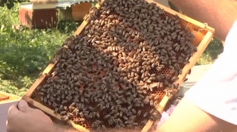 Jak żyją pszczoły?