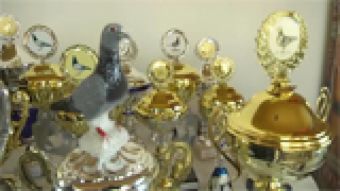 Puchary z gołębiem rozdane