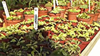 Niedzielny jarmark na zamku