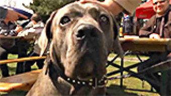 Wystawa psów rasowych