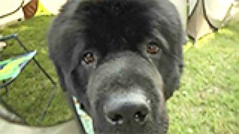 XIX Krajowa Wystawa Psów Rasowych