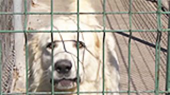 Schronisko z nowym kierownikiem