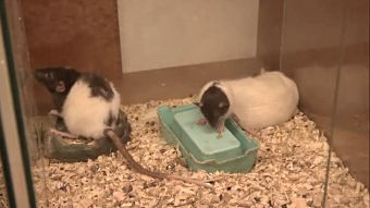 Szczur szczurowi nierówny