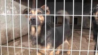 Schronisko walczy o dobre imię