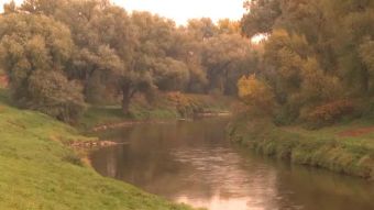 Oświadczenie ws. wycinki drzew