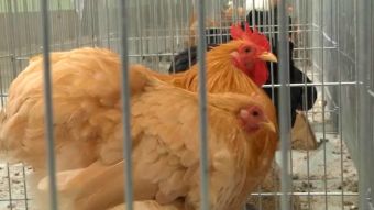 Wystawa drobnego inwentarza w Pietrowicach Wlk.