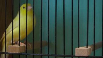 Najpiękniejsze kanarki w RCK