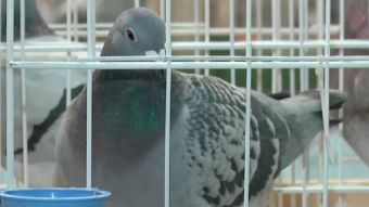 O gołębiach wiedzą wszystko