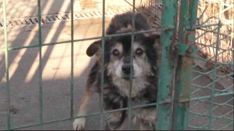 Blisko 200 psów czeka na adopcję