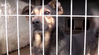 Na ratunek czworonogom