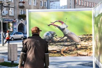 Wystawa na Skwerze ks. Pieczki