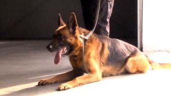 Retresura psów policyjnych