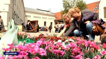 Eksplozja wiosny na zamku