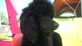 Wystawa psów rasowych