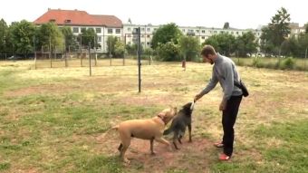 Integracja czworonogów