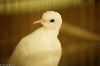 Wystawa ptaków w Labiryncie