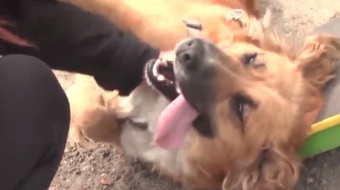 Nowy wybieg dla psów