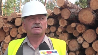 Poraniony las wraca do życia