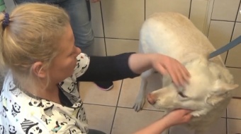 Darmowy czip dla psów