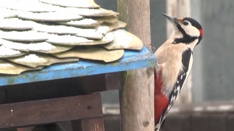 Pomóż ptakom przetrwać zimę