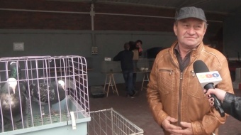 Giełda drobnego inwentarza w Pietrowicach Wlk.