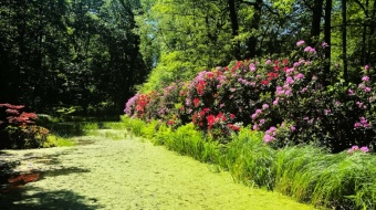 Miejski szlak azalii i różaneczników