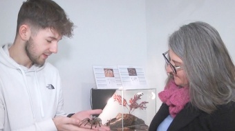 Wystawa pająków i skorpionów