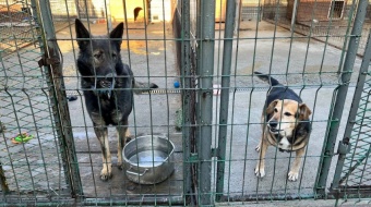 Losy raciborskiego schroniska