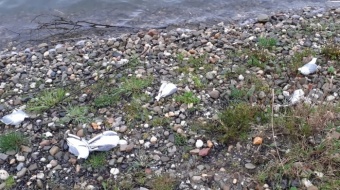 Ptasia grypa w powiecie raciborskim