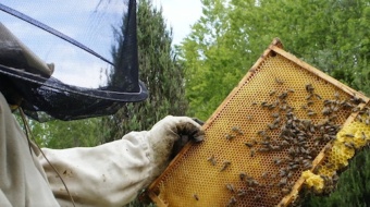 Wielki dzień pszczół