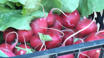 Zdrowie prosto z pola