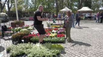 Zamkowy jarmark kwiatów