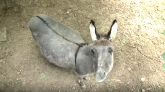 Zaczarowane arboretum