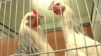 Wystawa drobnego inwentarza