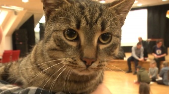 Dzień kota na zamku