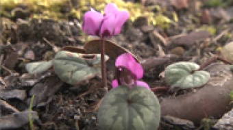 Wiosna coraz bliżej