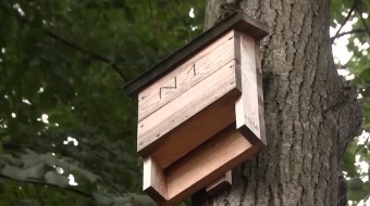 Rozważnie z wycinką drzew