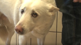 Co z opieką weterynaryjną?