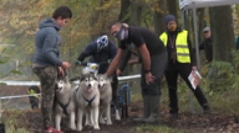 Zawody psich zaprzęgów