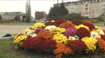 Chryzantemowe dekoracje