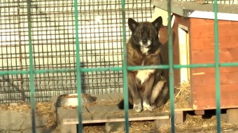 Pies niekoniecznie pod choinkę