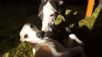 Przygotuj pupila do Sylwestra