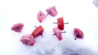 Uwaga! Okrucieństwo!