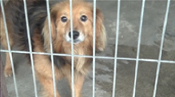 DLO z akcją "Podaj łapę"