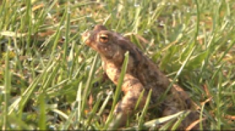 Pierwsze zwiastuny wiosny