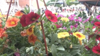 W sobotę jarmark kwiatów