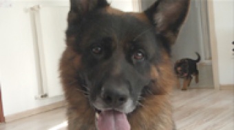 Dogoterapia w Szkole Umiem