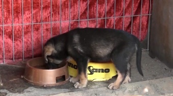 Zmiany w schronisku i apel o adopcję