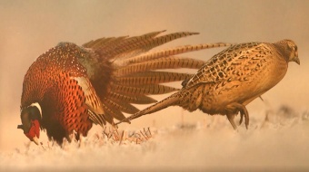 "Żywy album przyrody"